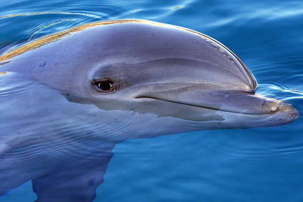 На Львівщині врятували дельфінів від переохолодження