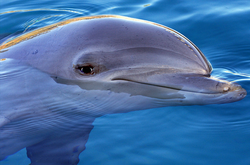 На Львівщині врятували дельфінів від переохолодження