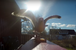 Чайка украла камеру и сняла свой полет на видео