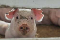 У Німеччині заявили про можливу епідемію АЧС