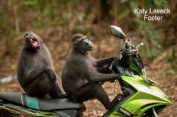 Найкращі роботи конкурсу смішних фотографій дикої природи Comedy Wildlife Awards