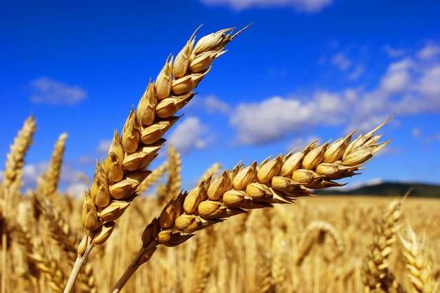 Експорт української пшениці на Близький Схід зріс на 46%