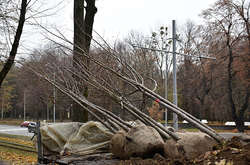 На Хрещатику висадили експериментальні дерева