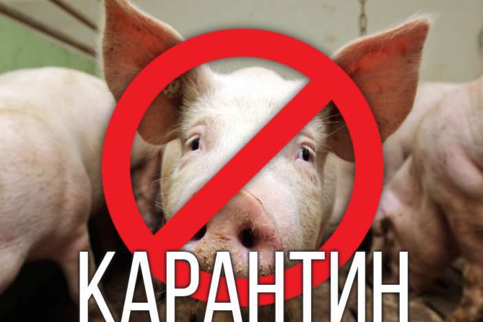 Спалах чуми свиней зареєстровано в Харківській області 