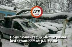 У Києві через негоду зросли випадки падіння дерев