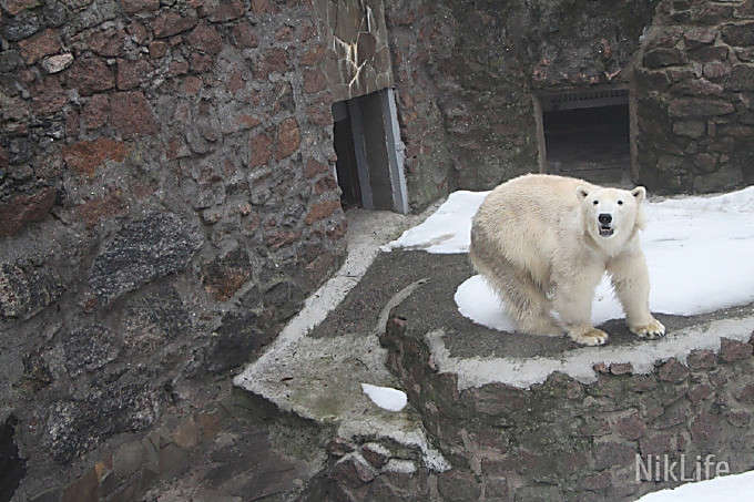 У белой медведицы из николаевского зоопарка появился малыш (видео)