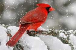 В Україні оголошено штормове попередження: прогноз погоди на 20 грудня