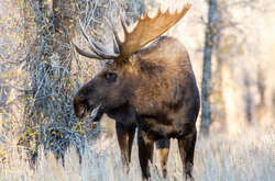 Лося занесли в Красную книгу Украины