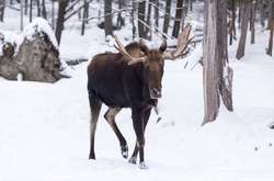 Українських лосів занесли до Червоної Книги 