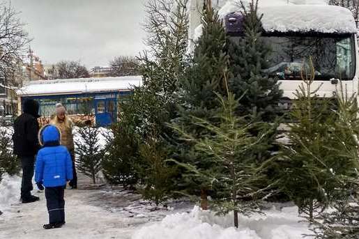 Де у Києві запрацювали ялинкові базари і у скільки обійдеться покупка новорічної красуні