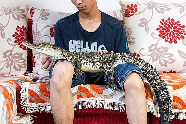 Змії, крокодили, павуки. Які домашні тварини мешкають в китайських квартирах