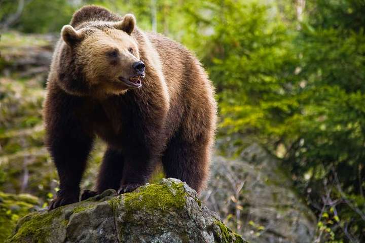 Англійських уболівальників попередили про напади ведмедів в Росії