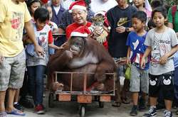 Орангутанг Пакьяо