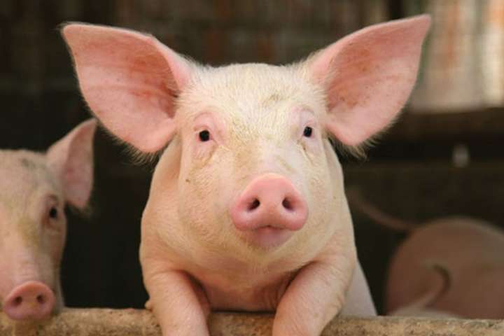 На Київщині виявили спалах чуми свиней