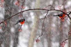 Погода на Різдво: дощі та ожеледиця