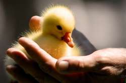 У Франції — спалах пташиного грипу