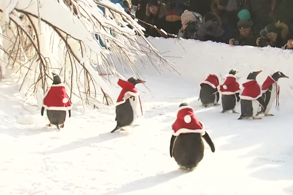 В китайском зоопарке пингвинов одели в новогодние костюмы: забавное видео 