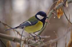 У найближчі дні в Україні очікується весняна погода 