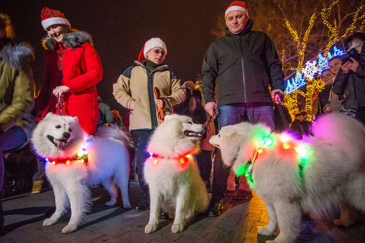 В Одессе провели предновогодний парад собак (фото)