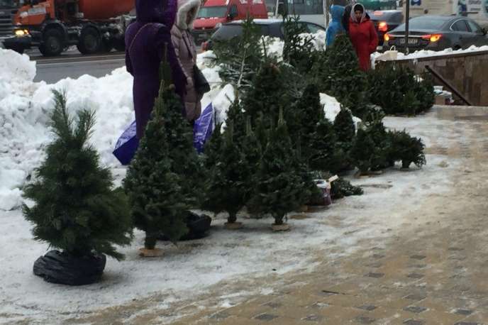 Новый год: почем можно купить елку в Киеве