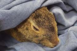 Спасенная из лесного пожара в США крольчиха идет на поправку