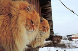 В ожидании тепла: Фотограф показала, как сибирские кошки ждут весну 