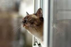 Сьогодні в Україні без опадів, температура до +14 