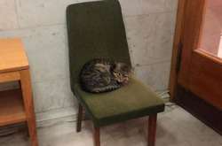 У МЗС попередили, що акаунт кота Амбассадора у Twitter - фейковий 