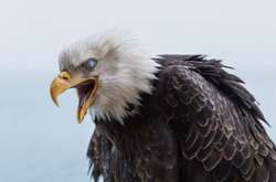 Назойливые орланы Аляски, терроризирующие местное население