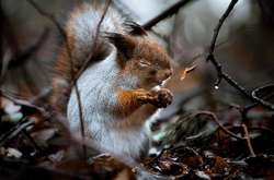 Белка в финском лесу