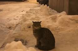 В МИДе рассказали, как приютили кота Амбассадора