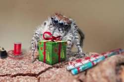 Сеть взорвало забавное видео с пауками, которые празднуют Рождество