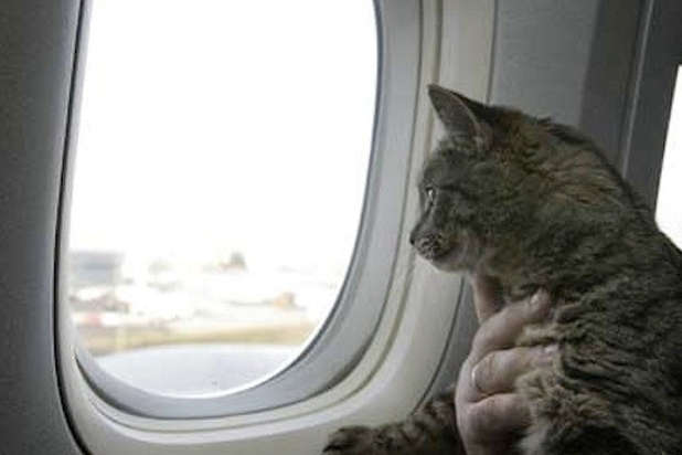 В аеропорту «Київ» через зайвого кота затримали рейс до Анкари 