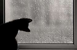 У переддень Нового року в Україні пройдуть дощі