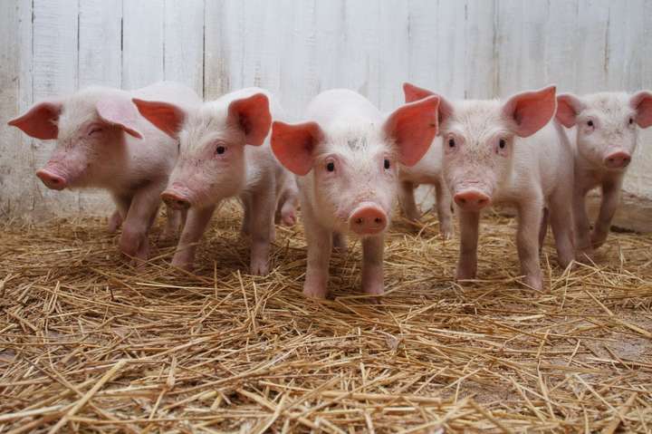 Польща відгородиться від України і Білорусі стіною для захисту від чуми свиней