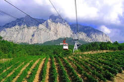 В окупованому Криму заради будівництва траси викорчували 46 гектарів виноградників