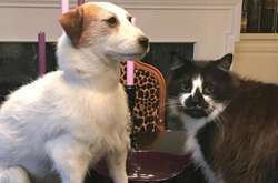 «Моя мёртвая собака и я»: Фиби стала звездой соцсети после смерти