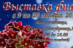 Киян та гостей столиці запрошують на різдвяну виставку фіалок