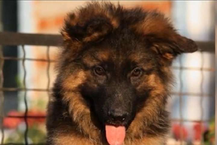 За повернення собаки, який пропав у Києві, обіцяють 50 тисяч гривень