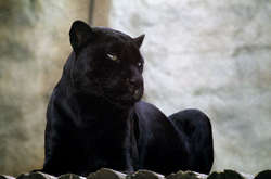 В России пантера загрызла смотрителя зверинца