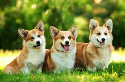 Забавные видео с миниатюрными овчарками: смешная подборка