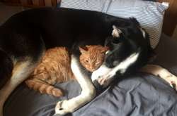 Дружба котов и собак. Подборка забавных фото