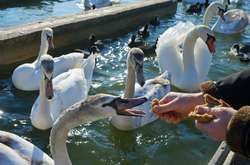 Крымское лебединое озеро Сасык-Сиваш: опубликованы трогательные фото