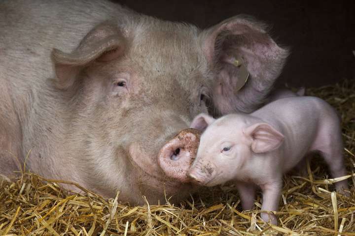 Ціни на свинину в Україні за рік виросли на 40%