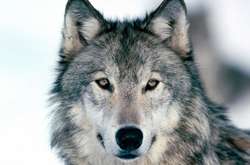 Вовчиця напала на людей у Чернігівській області