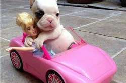 Жадина-говядина: Подборка забавных фото животных, которые не станут с вами делиться