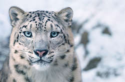 Сніжний барс