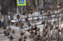 У четвер збережеться суха й хмарна погода в Україні 