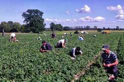 Українські працівники у Польщі