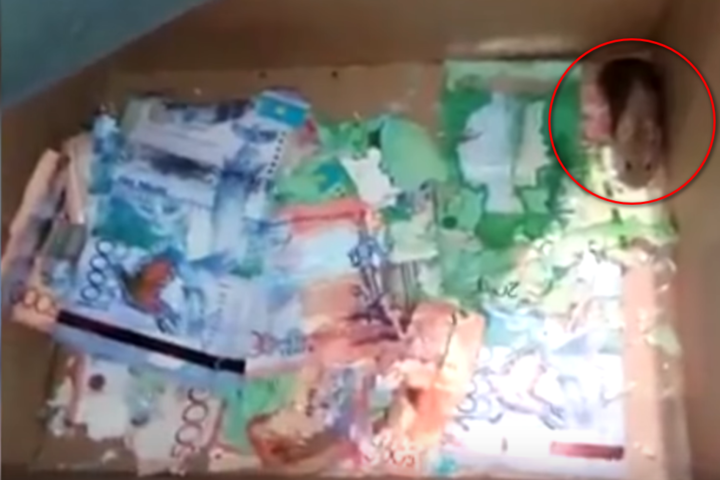 «Миші з'їли»: в Казахстане животные погрызли деньги в банкомате